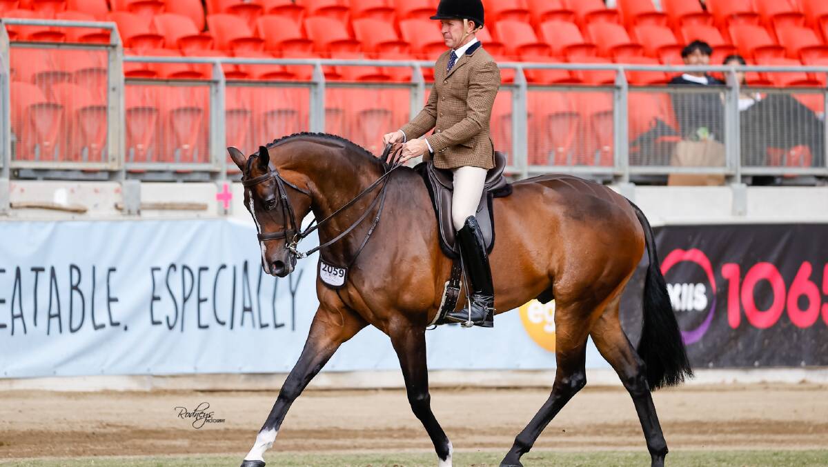 St Patrick, first place in Class 593 - Show Hunter Hack, over 16.2hh at the 2023 Sydney Royal Easter Show. St Patrick was ridden by Mark Kenzig. Picture supplied Rodneys Photography. 