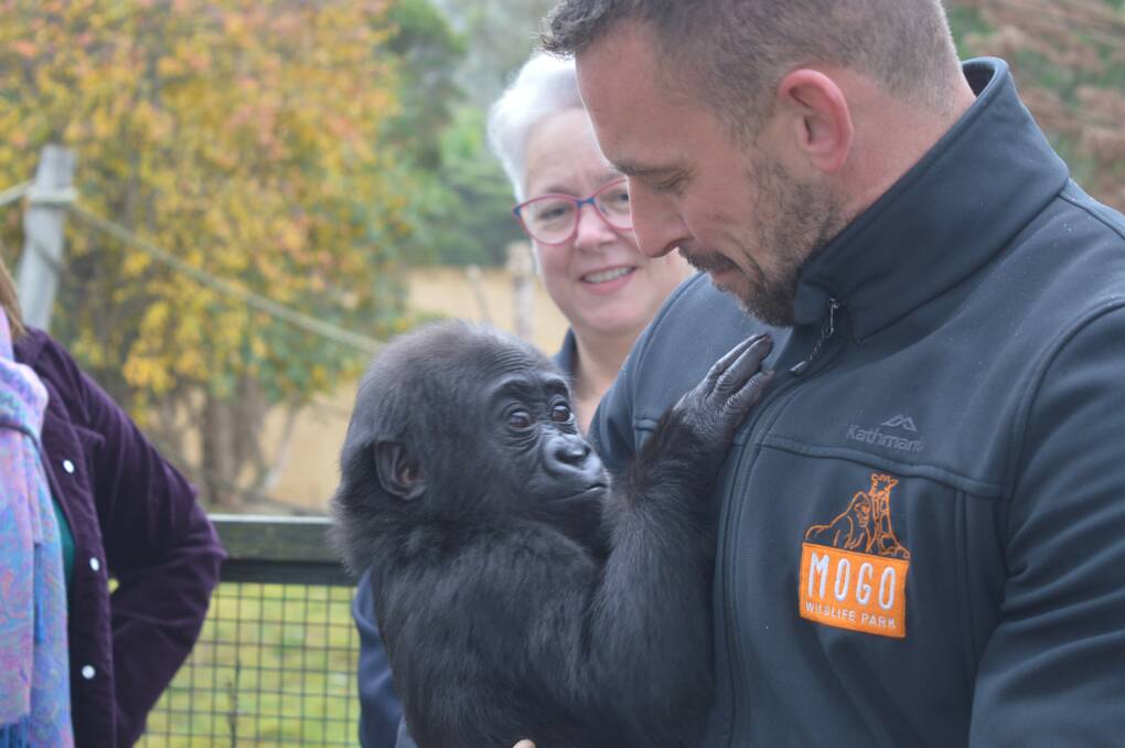 Baby gorilla Kaius meets doctors, midwives who saved his life