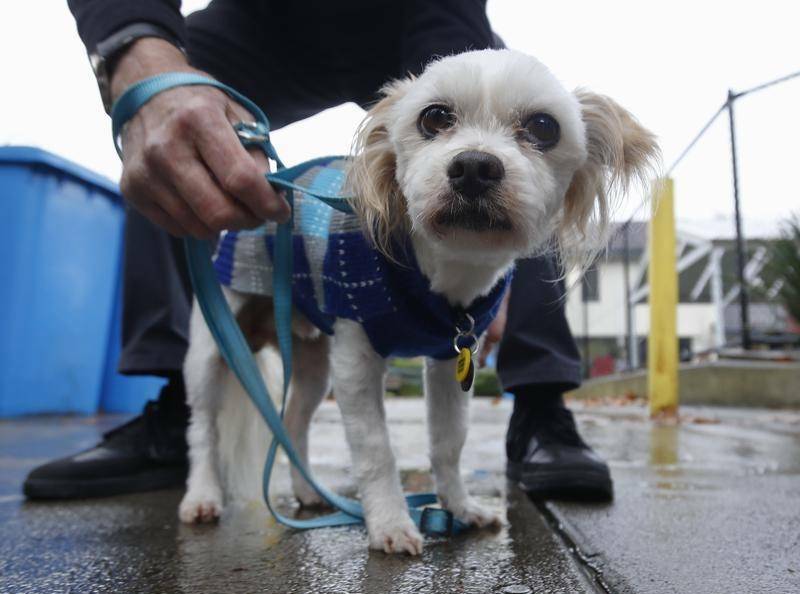 When a pet is added to the equation, finding a place to rent becomes almost impossible in towns like Batemans Bay. Picture by Daniel Pockett/AAP PHOTOS