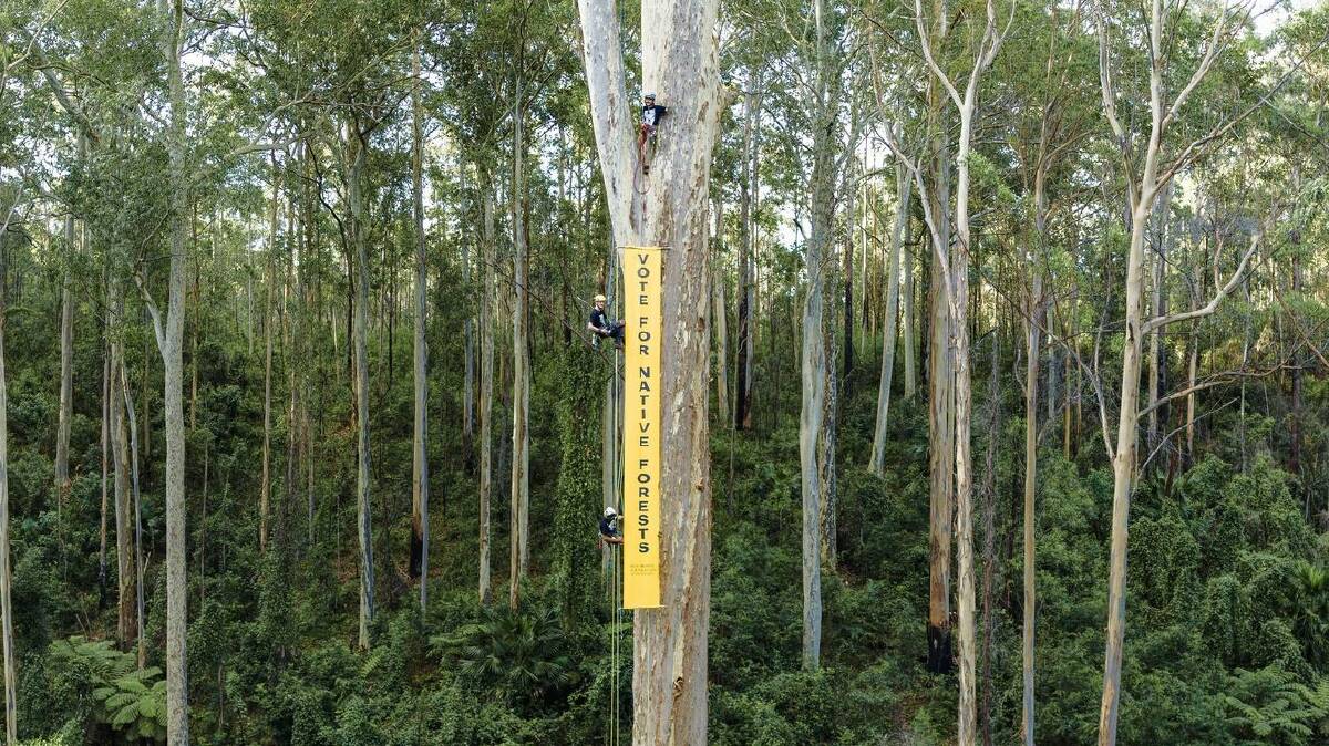 The tree known as Big Spotty stands head and shoulders above others in the North Brooman State Forest, but despite concerns raised by protesters, the Forestry Corporation says there is no logging threat to its survival. Picture supplied.