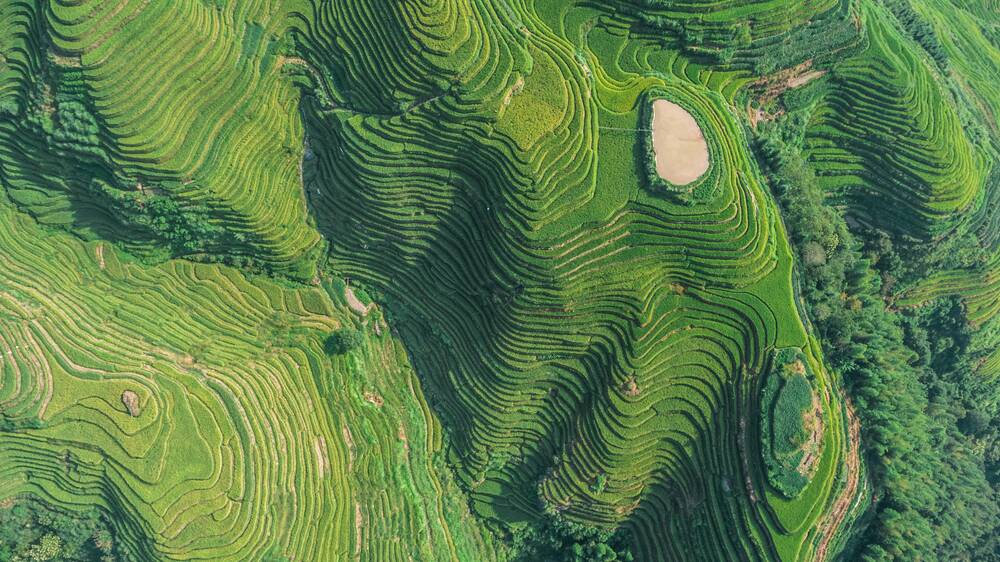 Longji rice terraces. Photo by Shutterstock. 