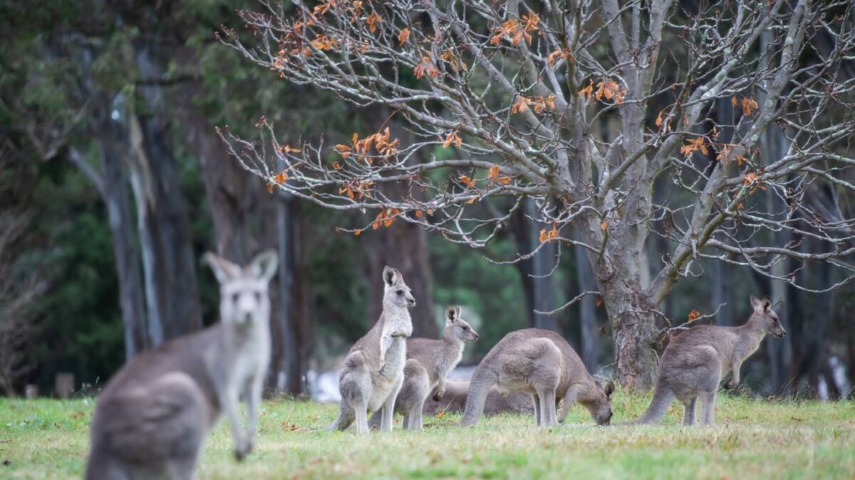Kangaroos in Weston park. Picture by Karleen Minney