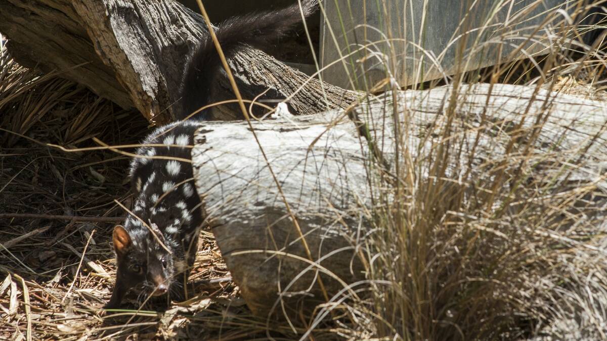 A quoll coming out of its den. Picture supplied/Adam McGrath