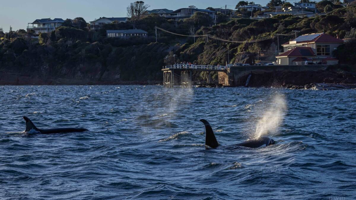 Pod of orcas spotted close to Merimbula wharf | The Canberra Times ...