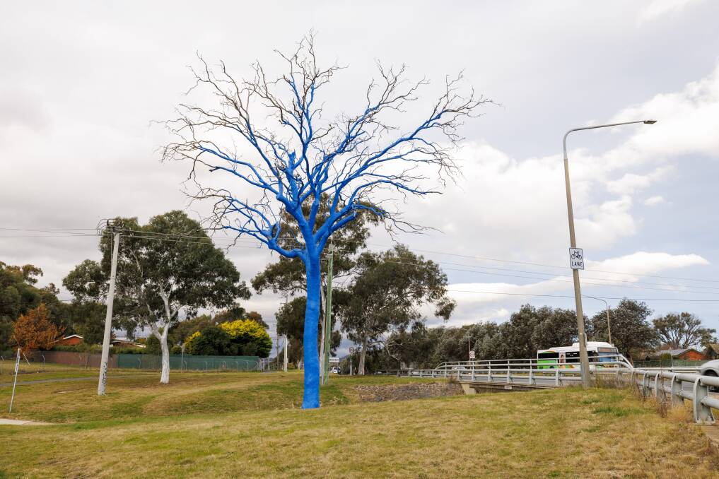 The blue tree is on Hindmarsh Drive between Woden and Weston. Picture by Keegan Carroll