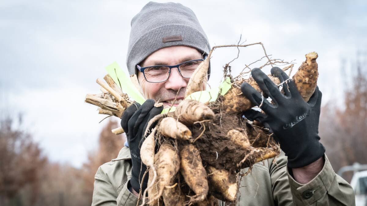 Brian Tunks with some of the dahlia tubers dug up from the Pialligo paddock. Picture by Karleen Minney
