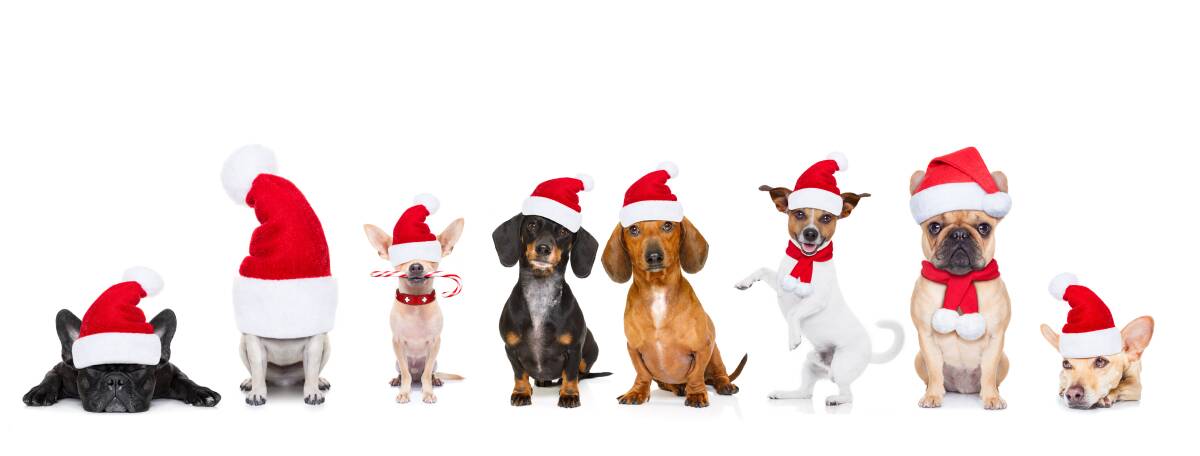 A Doggy Christmas Party will be held on Saturday on the lawns next to ...