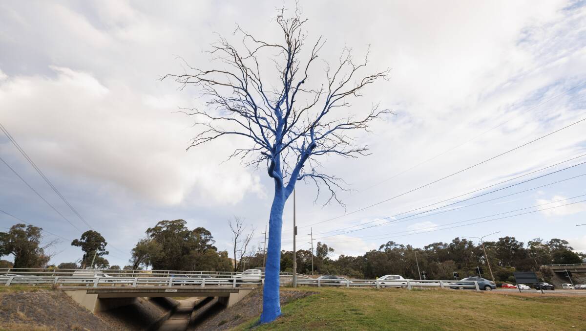 The blue tree in Canberra is one of almost 1000 around Australia. Picture by Keegan Carroll