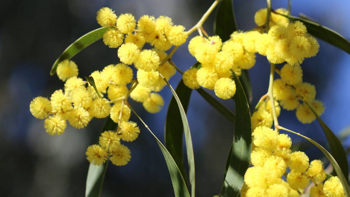 The beautiful Golden Wattle. Picture: Supplied 