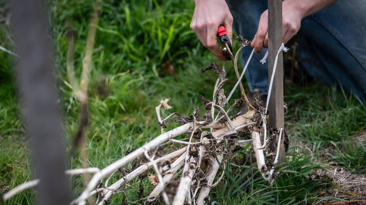 Cutting the dahlia plants, which start to die off with the first frost. Picture by Karleen Minney