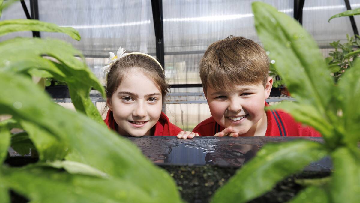Majura Primary year five students Anna Bint and Tom Sebbens in the school greenhouse. Picture by Keegan Carroll