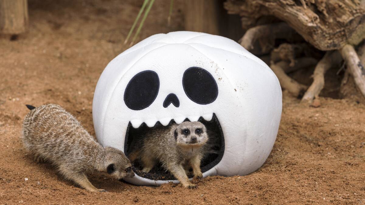 The meerkats investigate a new addition to their enclosure at the National Zoo and Aquarium. Picture by Keegan Carroll