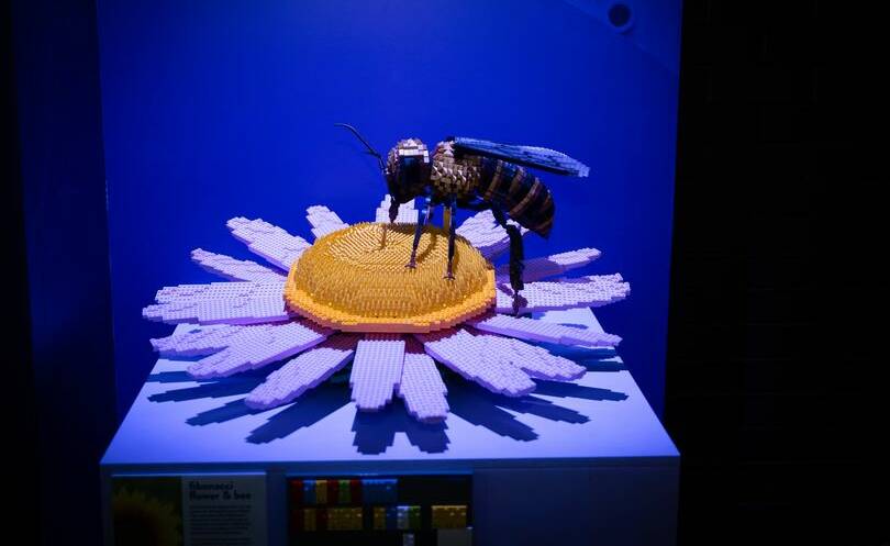 A beautiful bee and flower in LEGO in the exhibition. Picture by Karleen Minney 