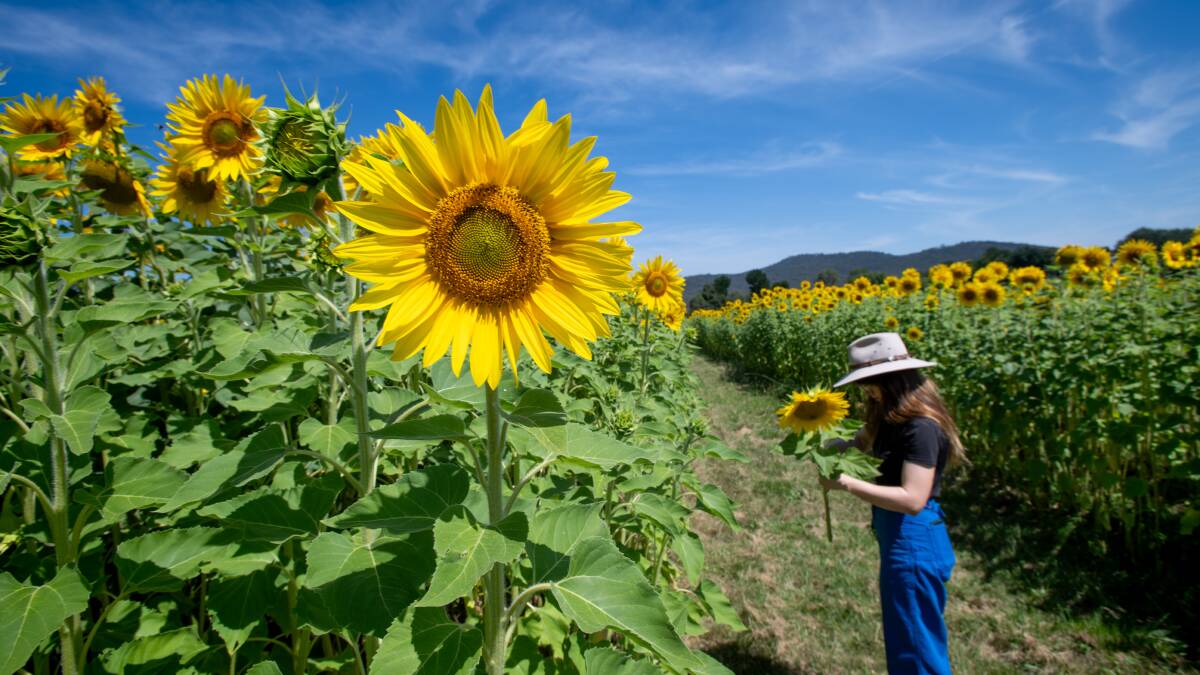 You can also pick your own sunflowers. Pick by Elsa Kurtz