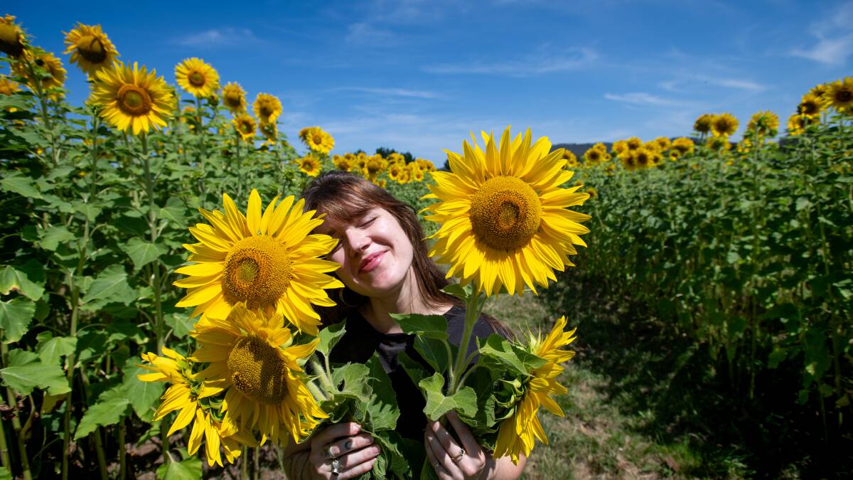 Gardener Zoe McMahon in the sunflower maze which opens on March 9. Picture by Elesa Kurtz