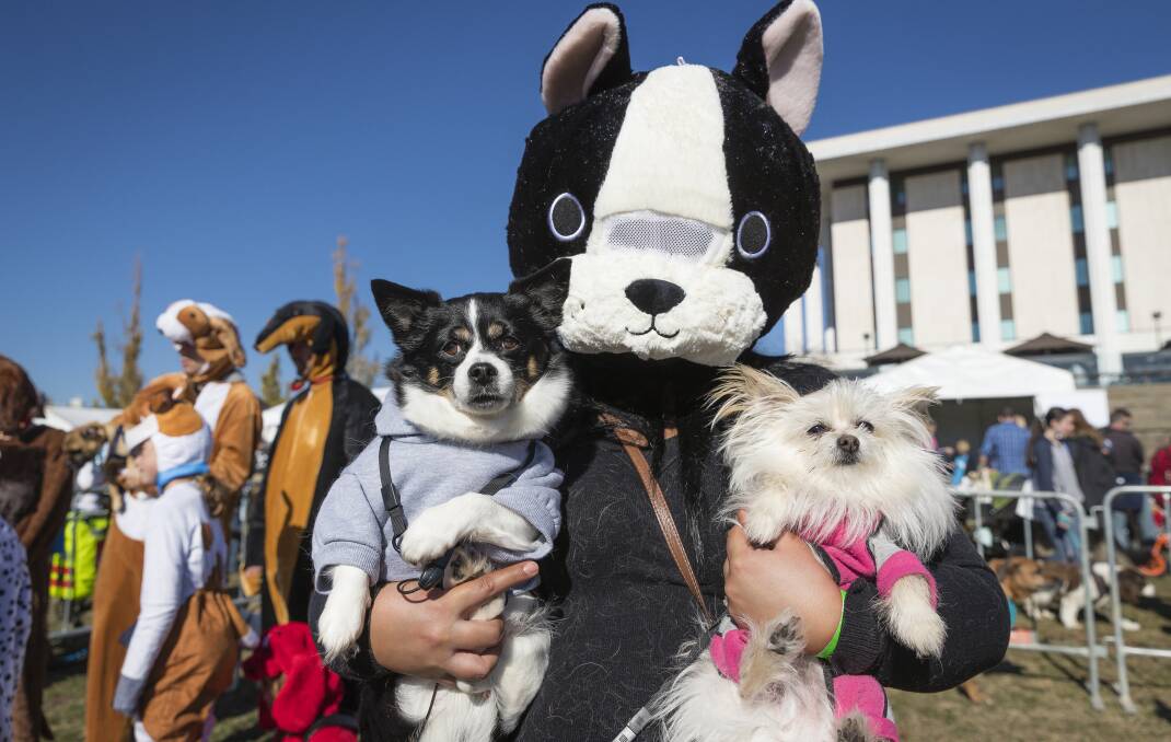 Join all the fun of the Million Paws Walk in Canberra on Sunday. Picture by Sitthixay Ditthavong