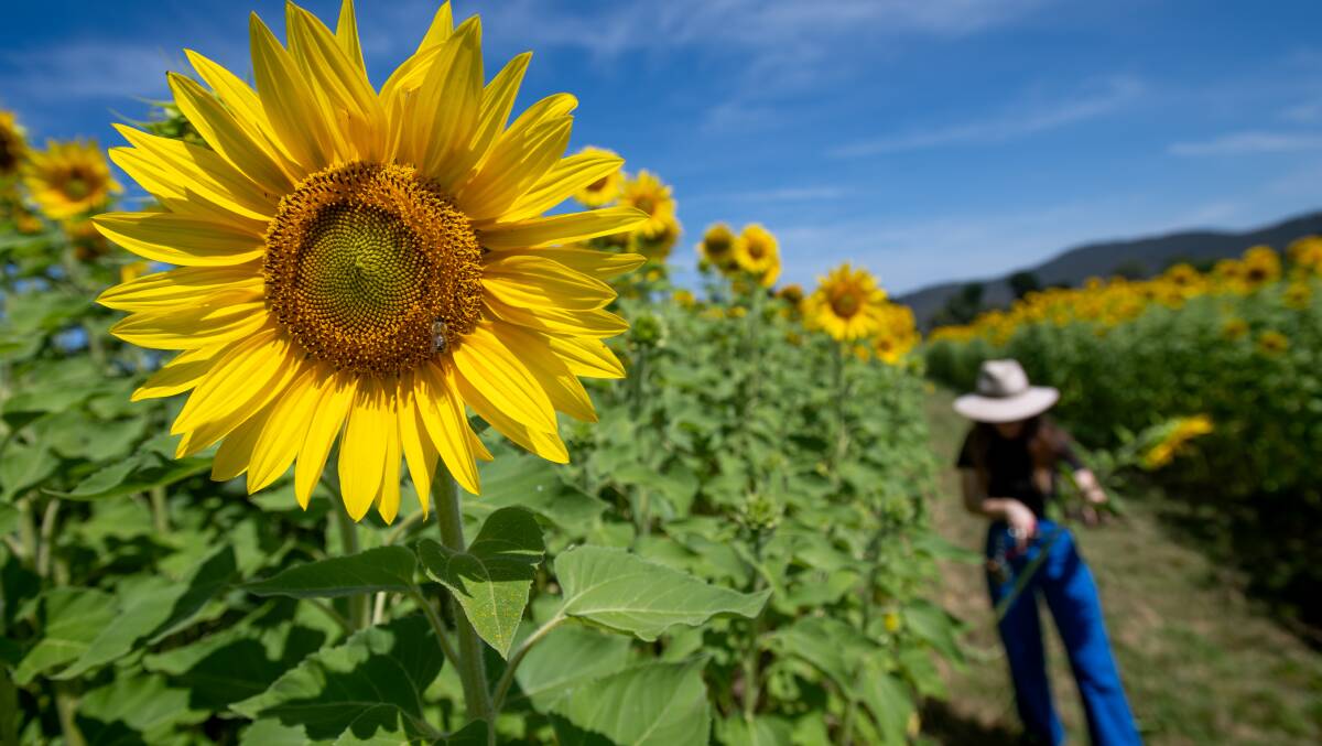 The popular Majura Valley sunflower maze is on one of the split block properties, with its owner Ann McGrath also waiting for a long-term lease. Picture by Elesa Kurtz