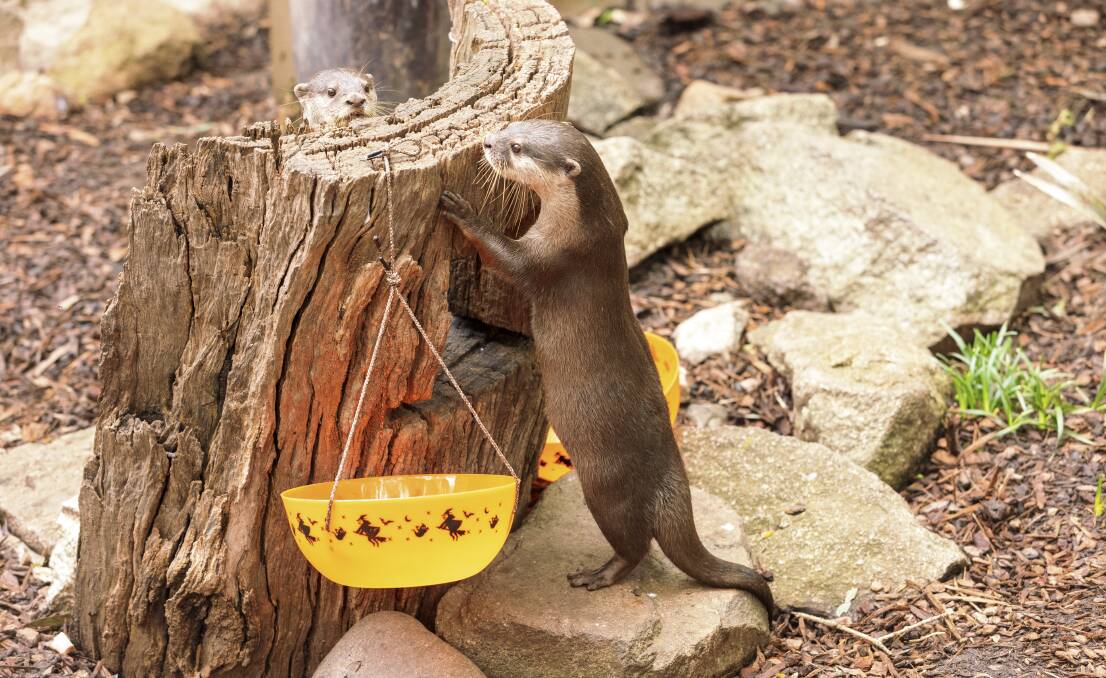 Do otters like to trick or treat? Picture by Keegan Carroll