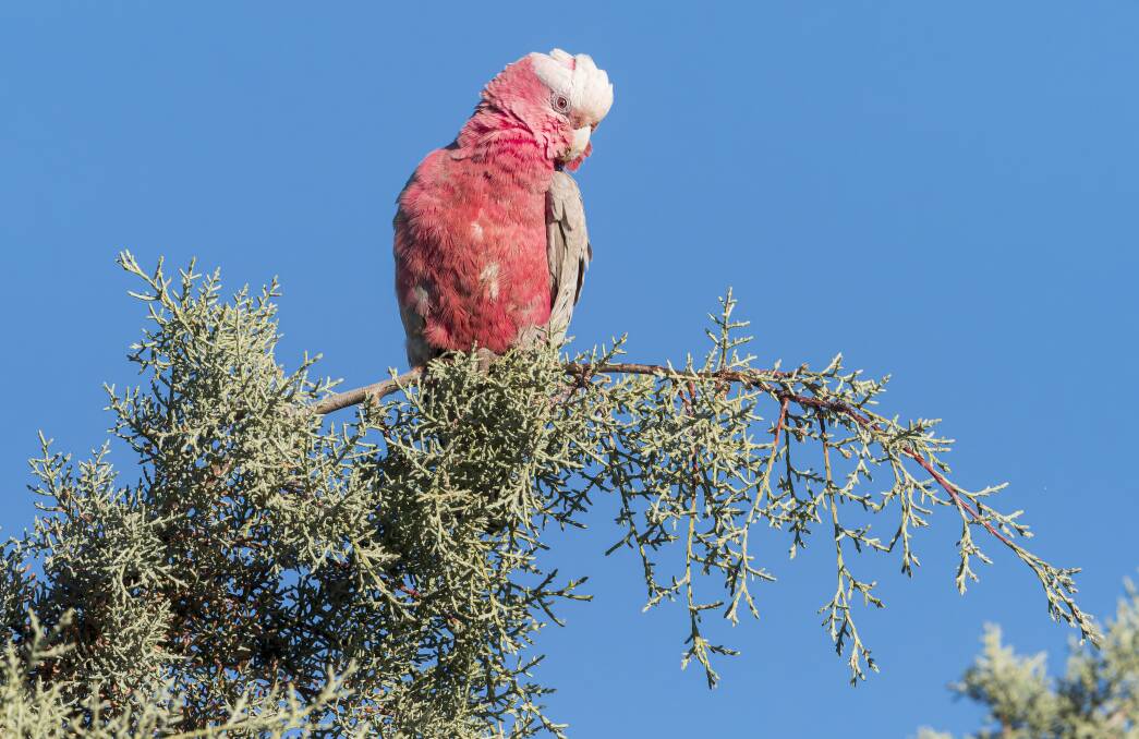 A galah spotted on the trail.
