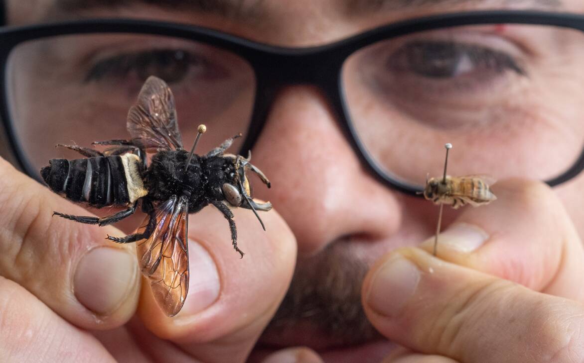 Csiro Welcomes The Biggest Bee In The World