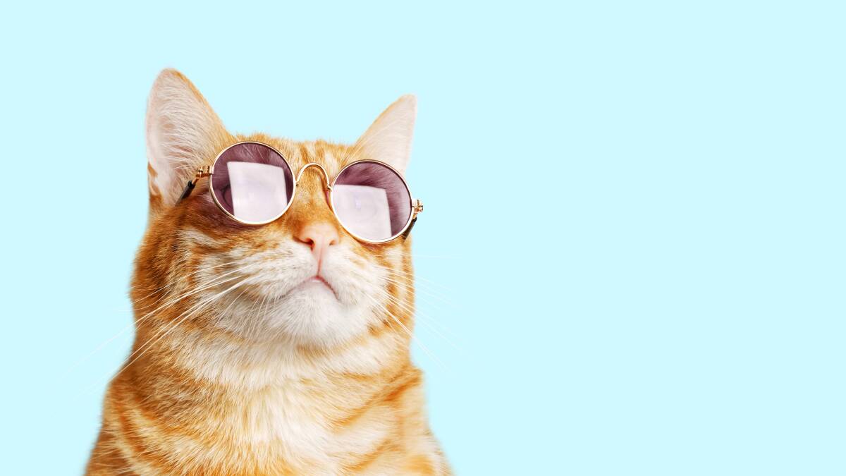 Canberra cats are too cool for school. Picture by Shutterstock