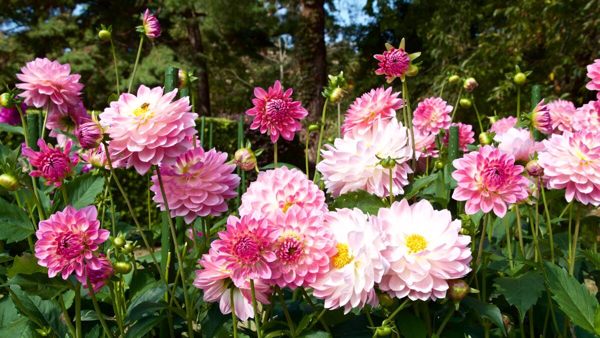 Time to start planting for the dahlias to start blooming in summer. Picture supplied