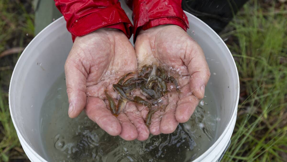 Fingerlings - the term for juvenile fish - at Lake Tuggeranong on Wednesday ready for release. Picture by Gary Ramage