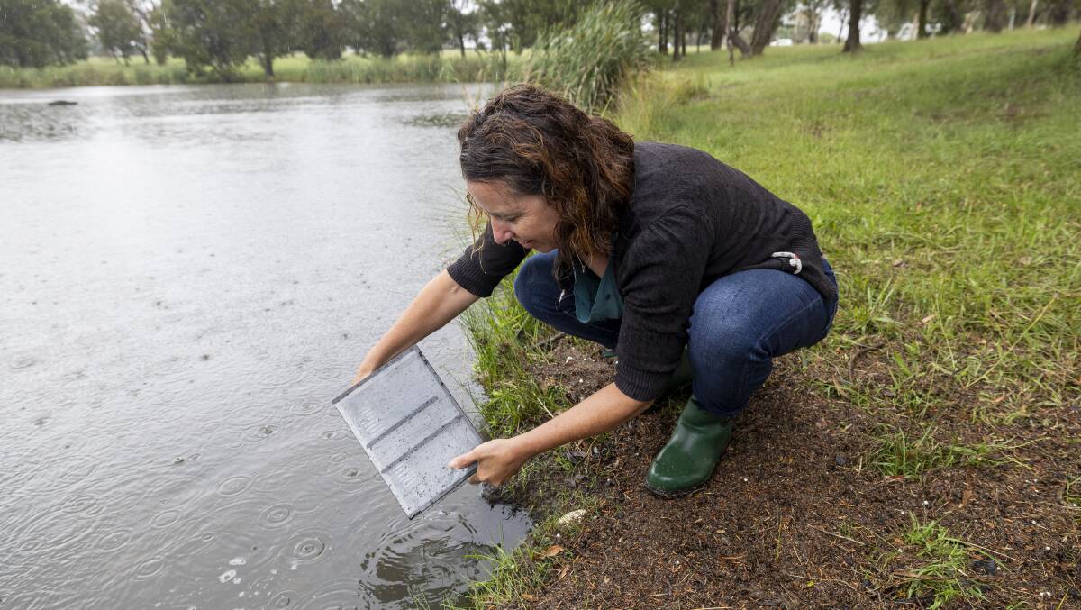 Environment Minister Rebecca Vassarotti helps restock Lake Tuggeranong with fish on Wednesday. Picture by Gary Ramage