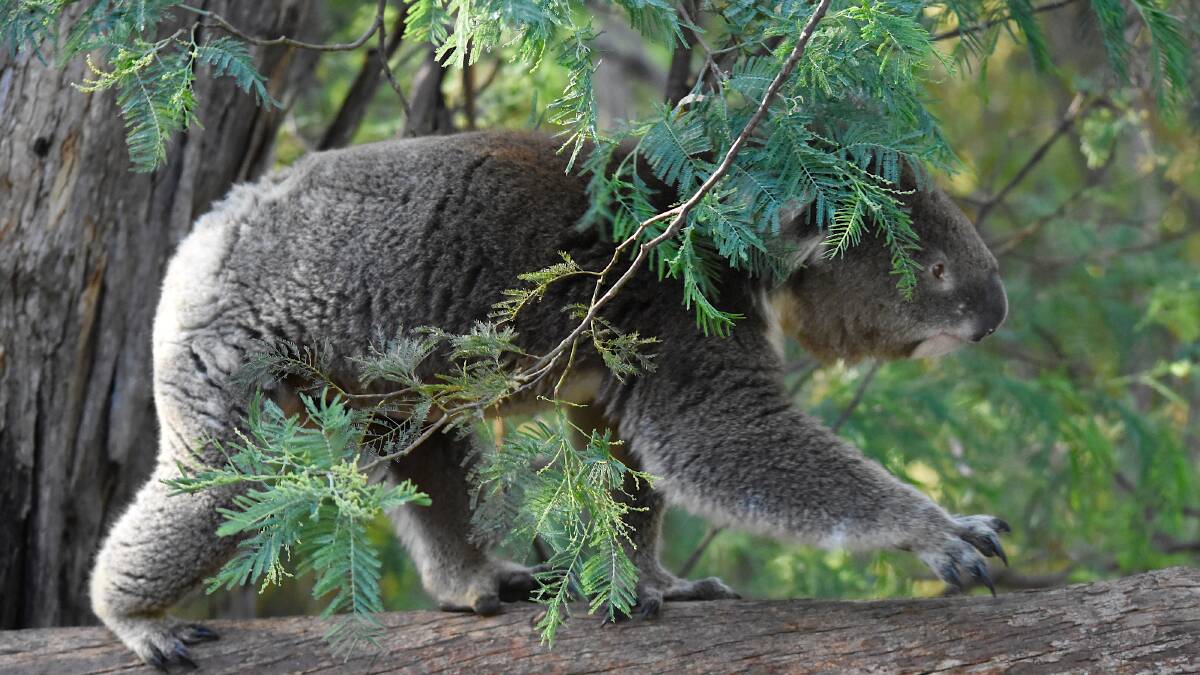 Logging continues to threaten the future of Australia's unique wildlife. Picture: Shutterstock
