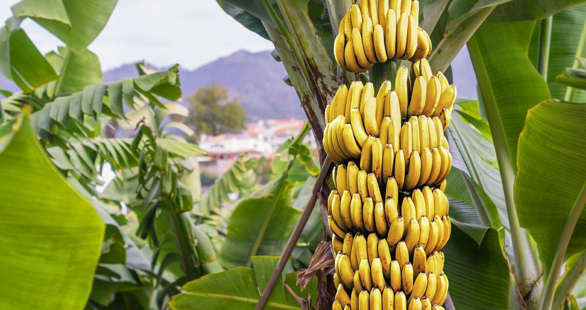 Cavendish bananas are at threat from Panama Disease Race 4. Picture: Shutterstock