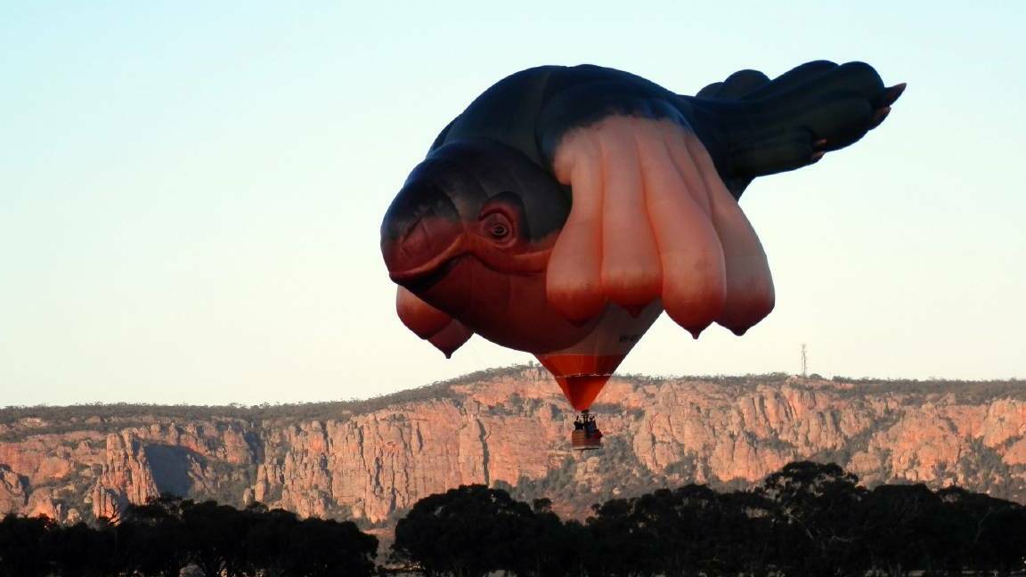 An unusual hot-air balloon floats past Mt Arapiles this week. This picture was snapped by a member of the Sedgman family from the back door of their property Tarneemara in Three Chain Road, looking south-west towards Mt Arapiles.