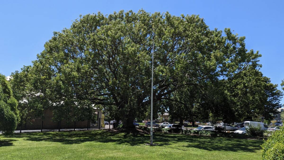 Camphor Laurel in grounds of Goulburn Court House. Picture by Stephen Esdaile