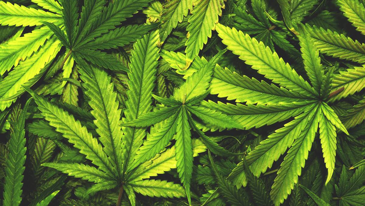 The United Nations has entered the fray over the ACT's legalisation of cannabis. Picture: Shutterstock