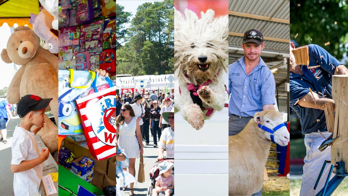 Many favourites will return to the show this year, but some like woodchopping, sheep shows and yard dogs will not return. Pictures by Canberra Times