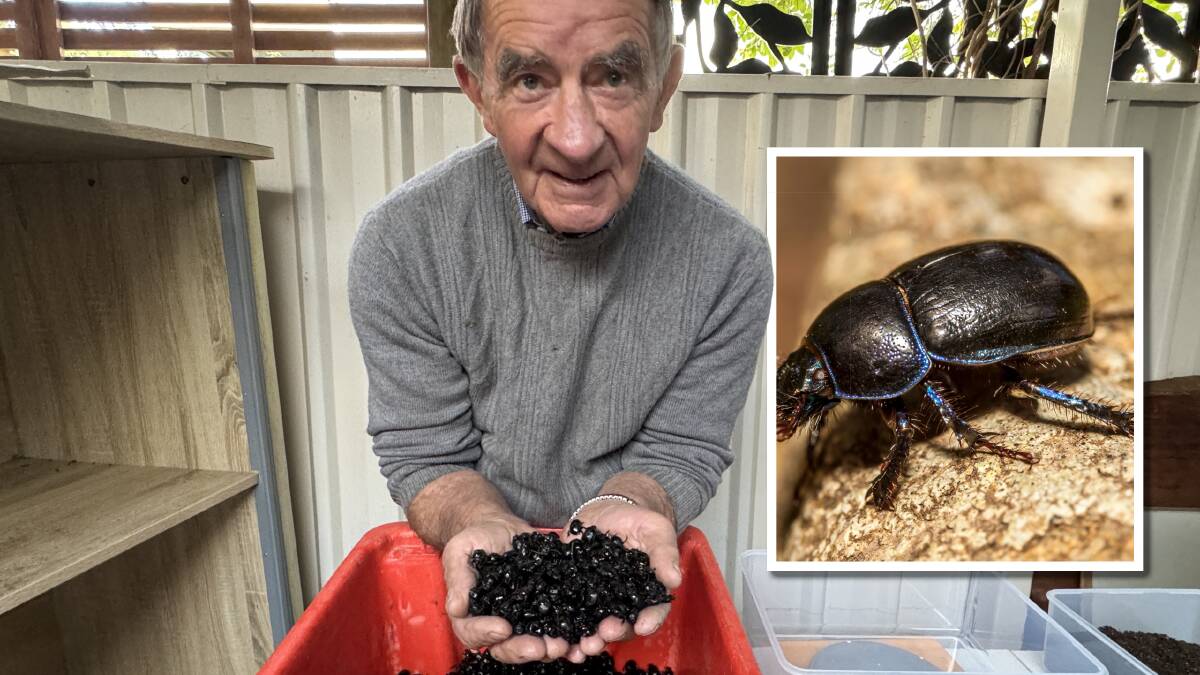  John Feehan with some of his dung beetles. Picture by Tim the Yowie Man