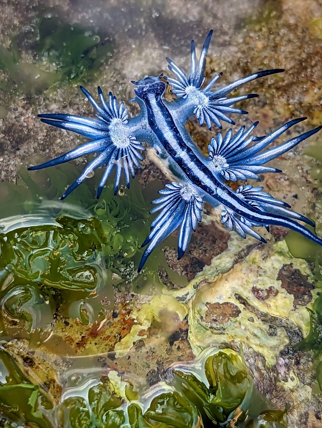 the blue dragon mollusk