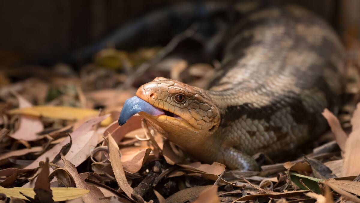 Will blue-tongue lizards survive the torrid summers ahead? Picture Shutterstock