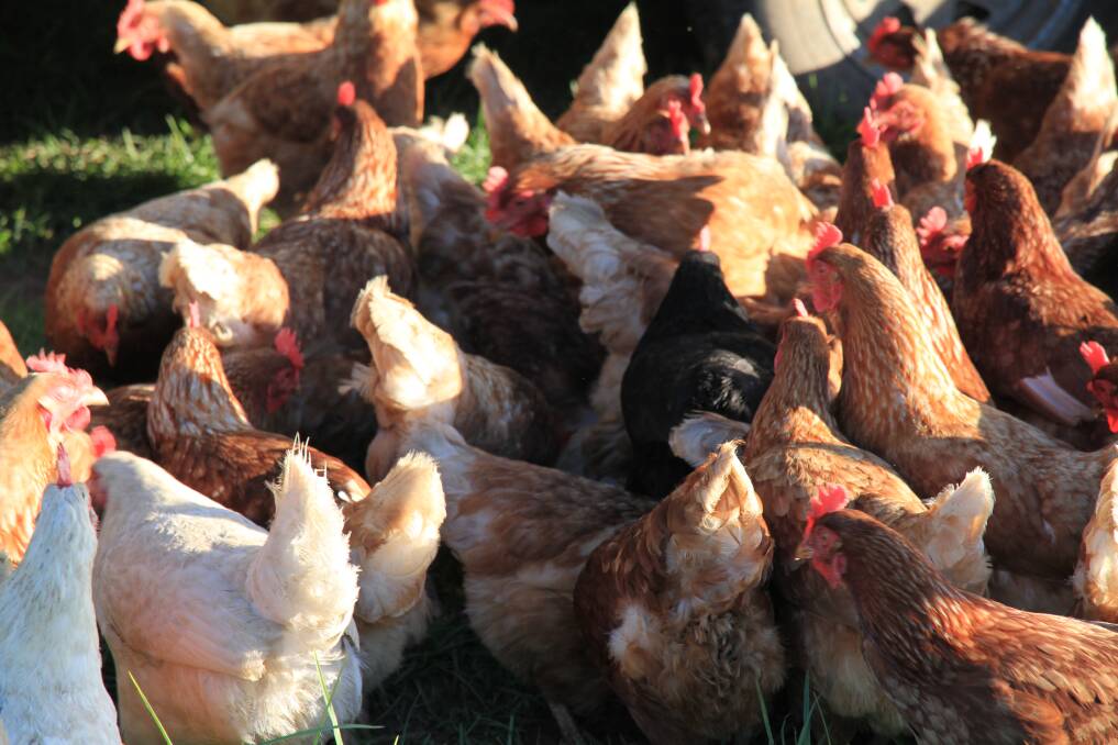 Backyard chook owners have been urged to practise good biosecurity measures. Picture supplied
