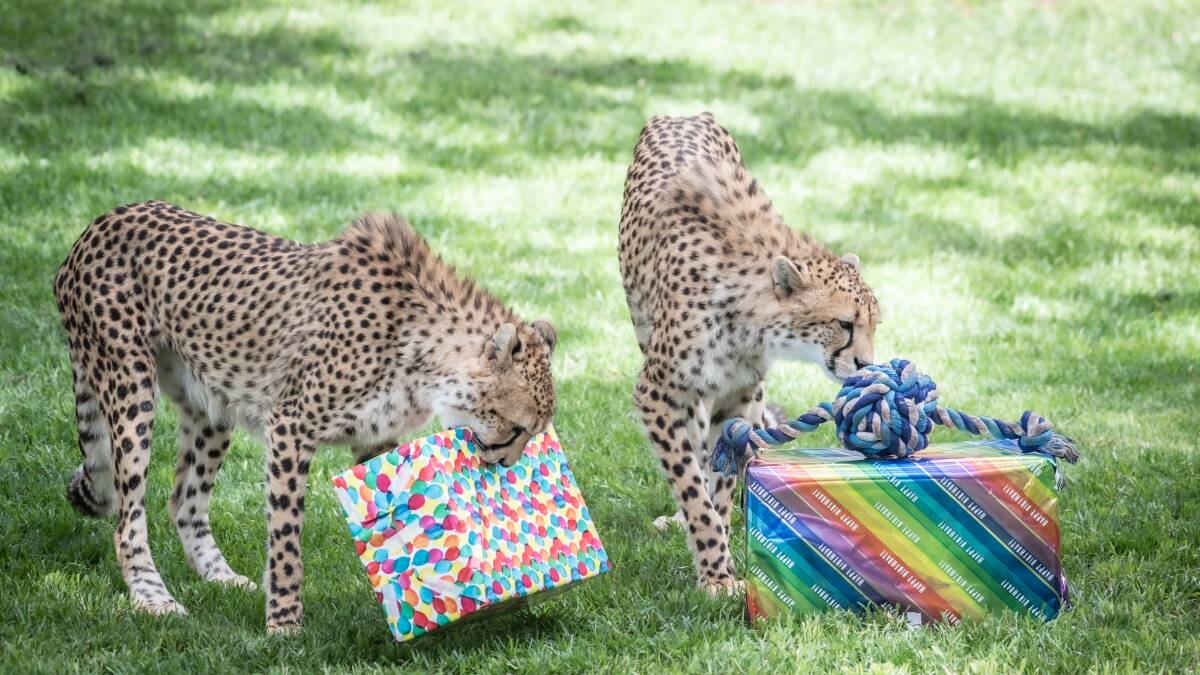 Cheetahs at the National Zoo & Aquarium love gifts too! Picture by Karleen Minney