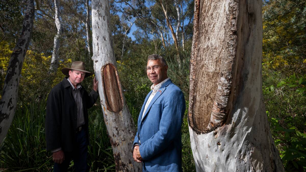 Indigenous elder Paul House, right, shows Liam Cotter some scar trees he has worked on at the National Gallery of Australia. Picture by Sitthixay Ditthavong
