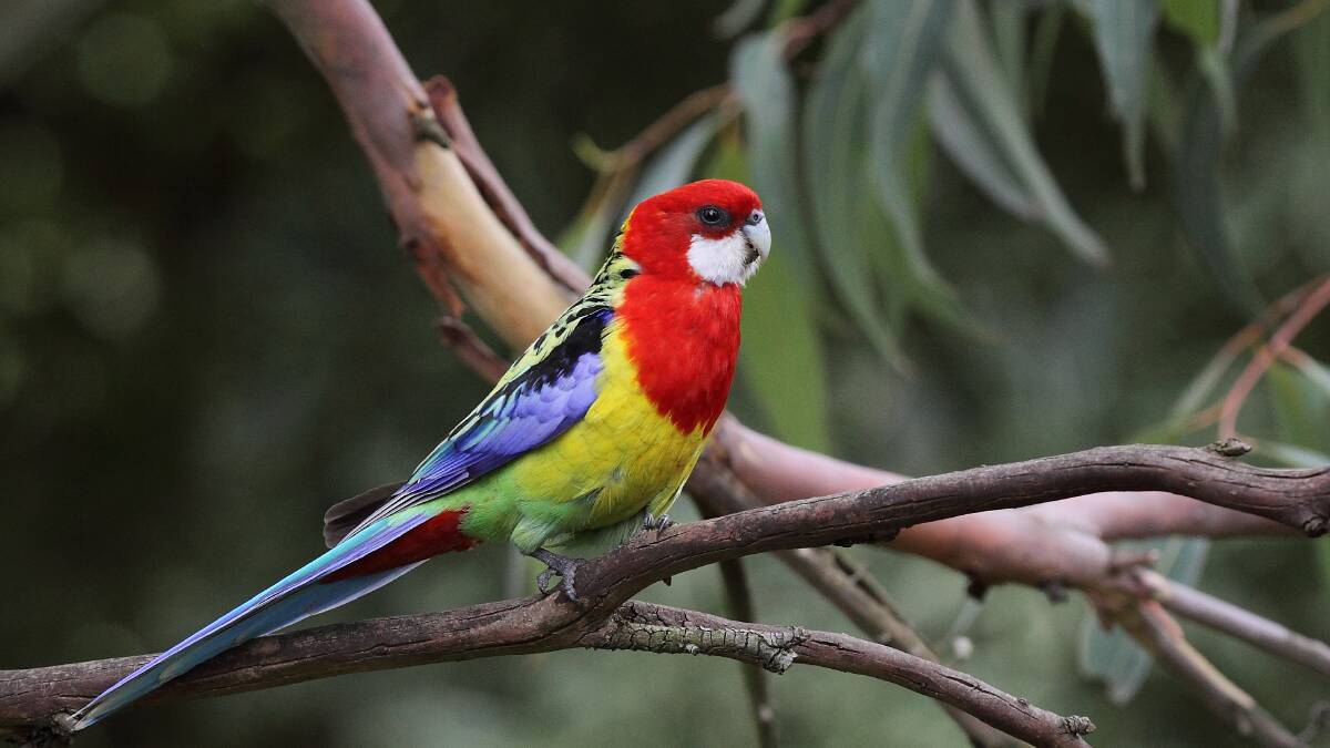 The Eastern Rosella among the many birds you might identify in the count. Picture by BirdLife Australia