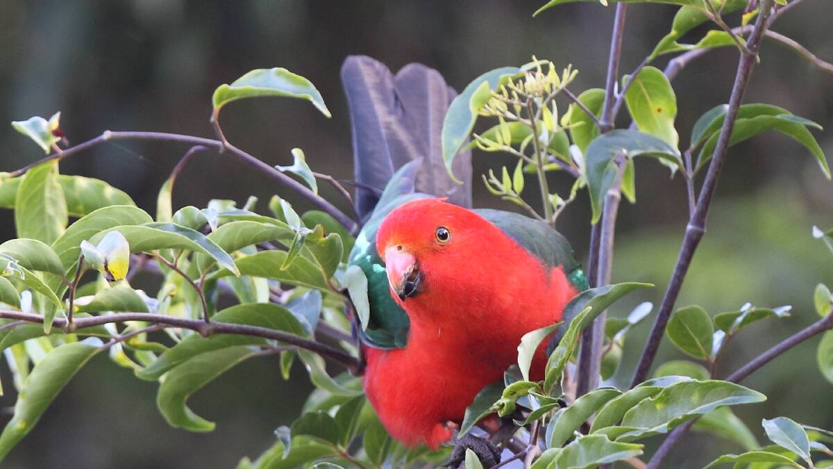 A King Parrot poses for the camera. Picture by BirdLife Australia