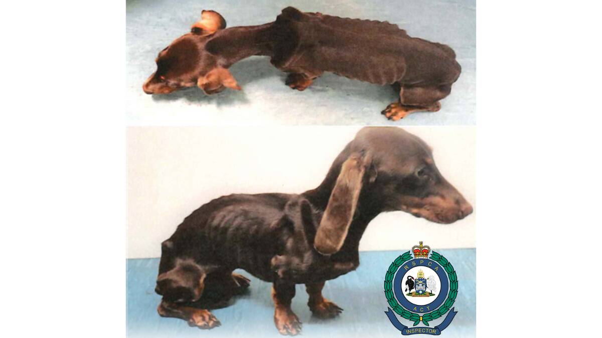 Pictures of Slinky's severely emaciated condition. Picture supplied
