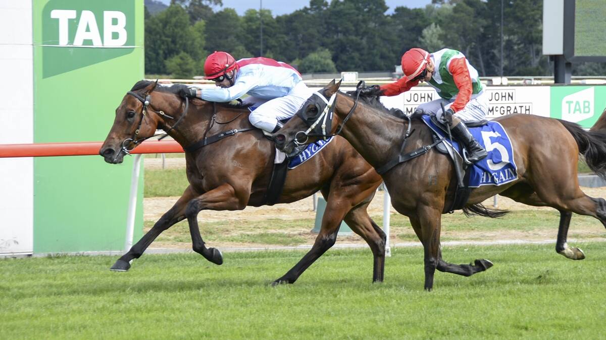 Smuggler's Bay charges to victory at Canberra Racecourse in December. Picture Bradley Photos