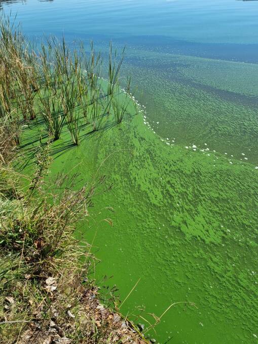Visitors to the lake for Mother's Day on the weekend were disappointed to see large algal blooms close to the shore. Picture: John Skurr