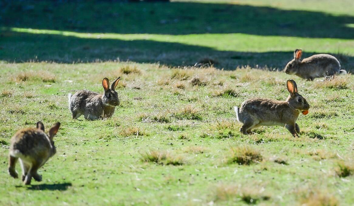 Canberra's gardeners are increasingly concerned about the explosion in rabbbit numbers across parts of the ACT. Picture by Karleen Minney