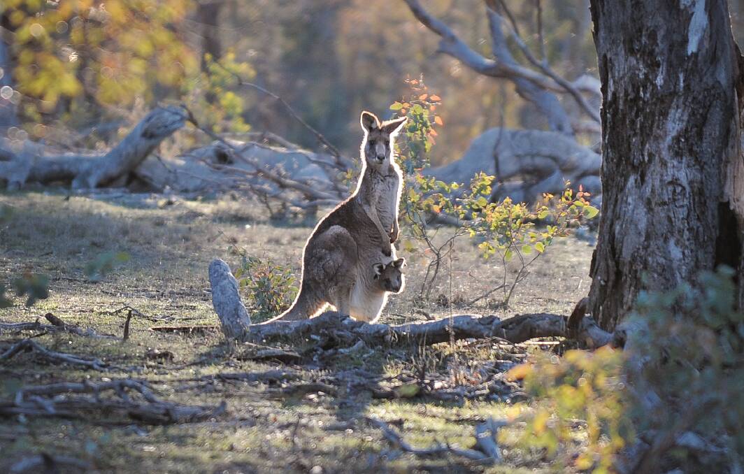 The ACT's kangaroo population has been decimated by years of culling.
Picture by Andrew Sheargold