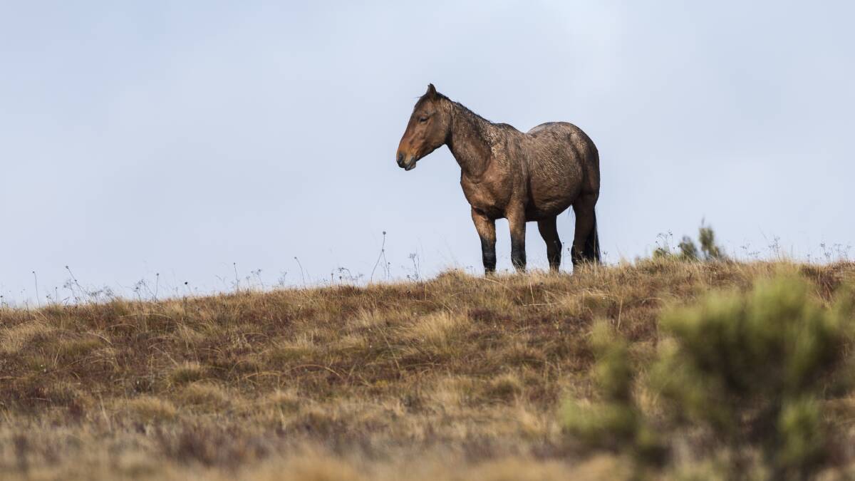 There are mixed views on whether or not the brumbies of Mt Kosciuszko National Park should be culled. Picture by Andrew Plant