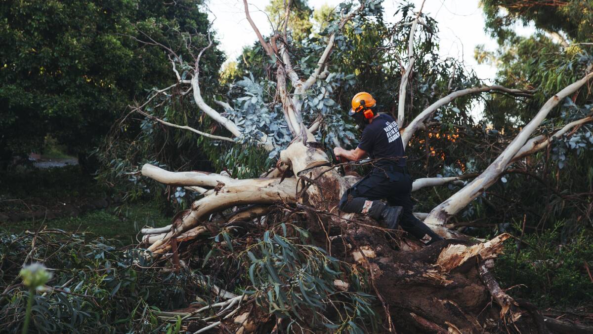 Hundreds of gum trees were toppled or damaged during the storm that hit the ACT in January 2022. Picture by Keegan Carroll