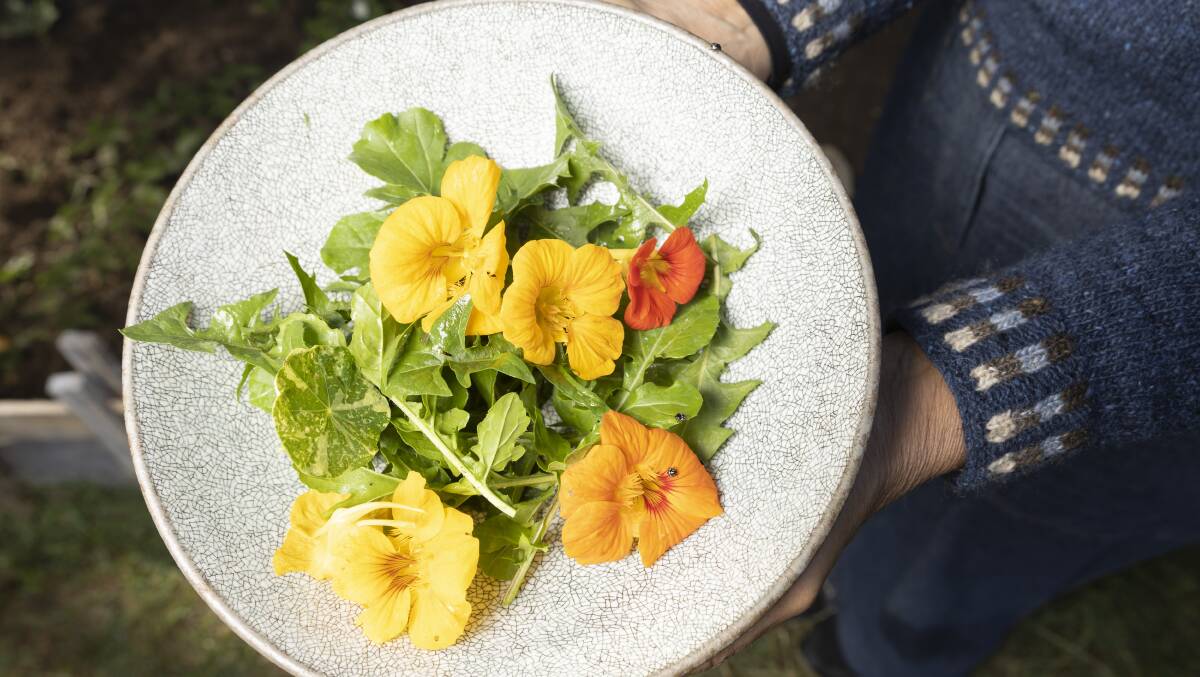 Dandelion foliage and nasturtiums for an evening salad. Picture by Keegan Carroll 